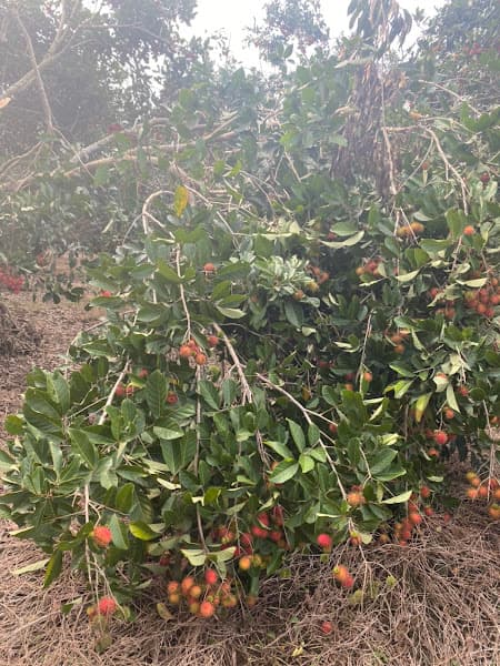 Hình ảnh VƯỜN CÂY ĂN TRÁI CHÚ BẢY- DÌ TÁM - 3