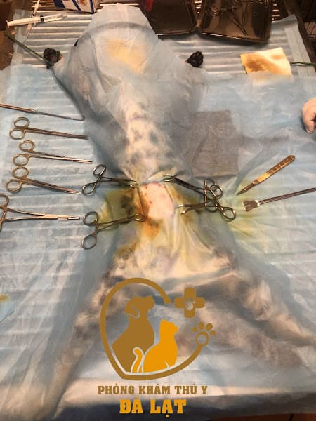 Hình ảnh Phòng Khám Thú Y Đà Lạt - 3
