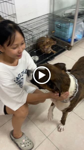 Hình ảnh Bệnh viện Thú y Home Vet Nha Trang - Cấp cứu 24/7 - 3