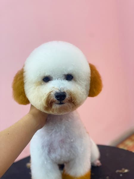 Hình ảnh Dịch vụ thú cưng Azpet Biên Hòa - 5