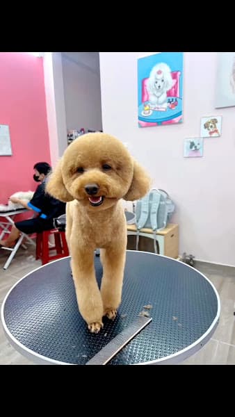 Hình ảnh Miu's Pet Care - 2