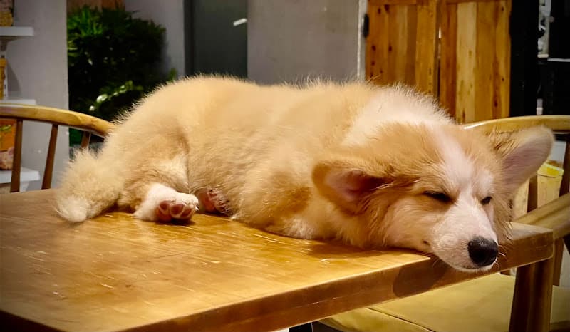 Hình ảnh The Corgi Coffee 24/7 - 2