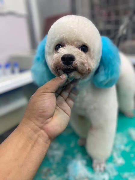 Hình ảnh Phòng Khám Thú Y Lucky Pet- CN Long Khánh - 3