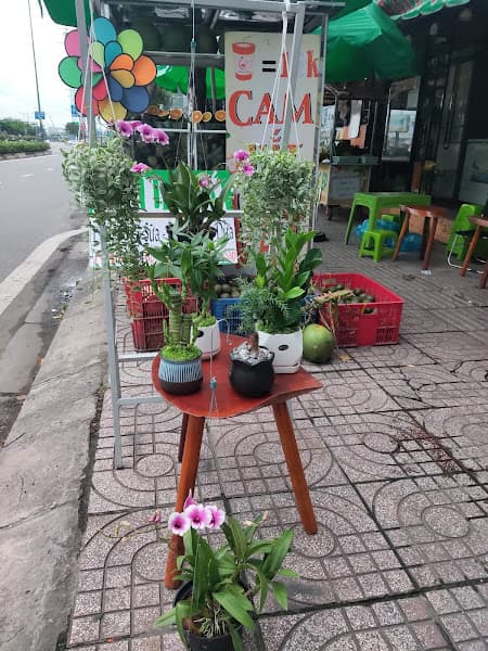 Hình ảnh TRÁI CÂY QUÊ Q1- Nước ép, Sinh tố, Trái cây tô - 5