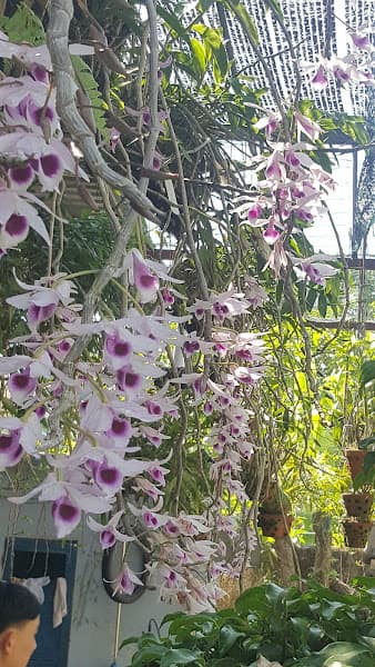 Hình ảnh Cháo Lươn Hòa Thìn - 3