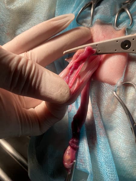 Phòng Khám Thú Y Mypet Hải Phòng