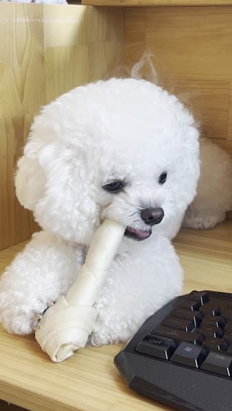 Hình ảnh Phòng khám thú y Dalovet Đà Lạt - 2