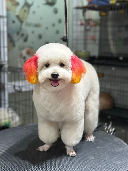 Spa thú cưng Mego spa and grooming ( cắt tỉa lông chó mèo Hóc Môn và quận 12)