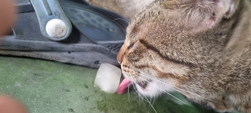 Hình ảnh Như Quỳnh - 2