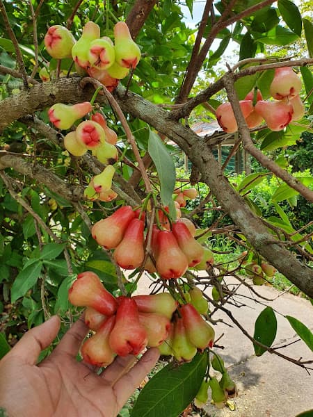 Hình ảnh DLST Vườn Trái Cây Tư Hiền - 2