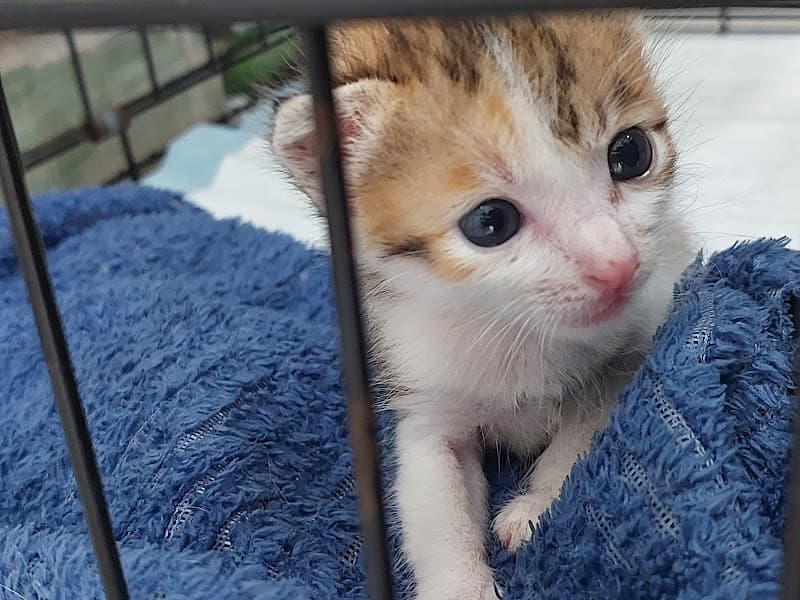 Ảnh bìa Thú Y Hoàng Châu - Thú Y Dĩ An