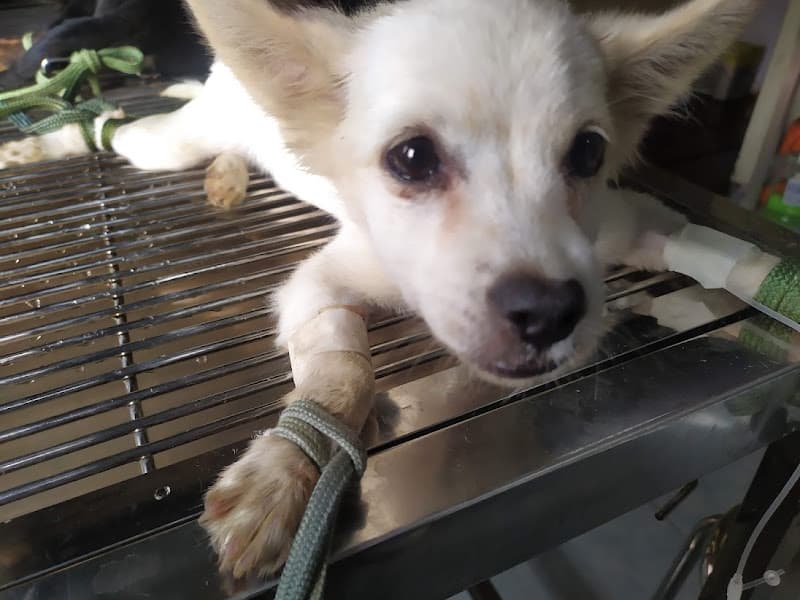 Hình ảnh Phòng mạch thú y Sơn Trinh - 2