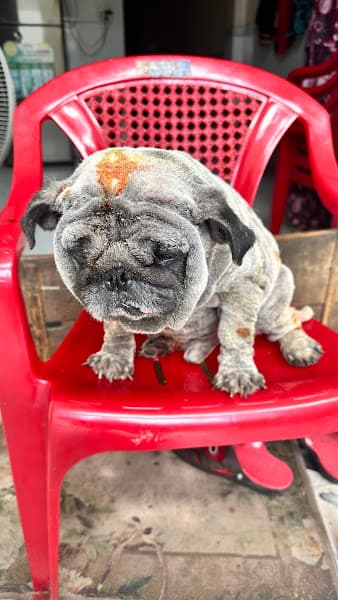 Hình ảnh Bệnh Viện Thú Y Lê Khoa Định Quán - 2