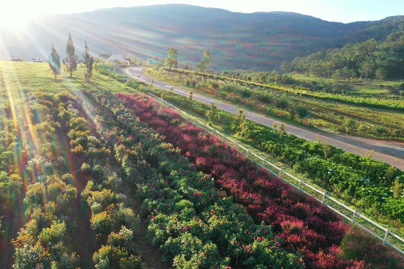 Hình ảnh The Florest Hoa Trong Rừng - 5