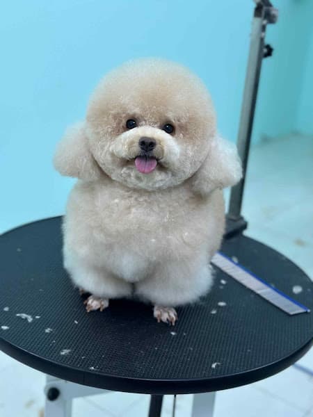 Hình ảnh Pet Shop Rạch Giá - SUKENPET - 2