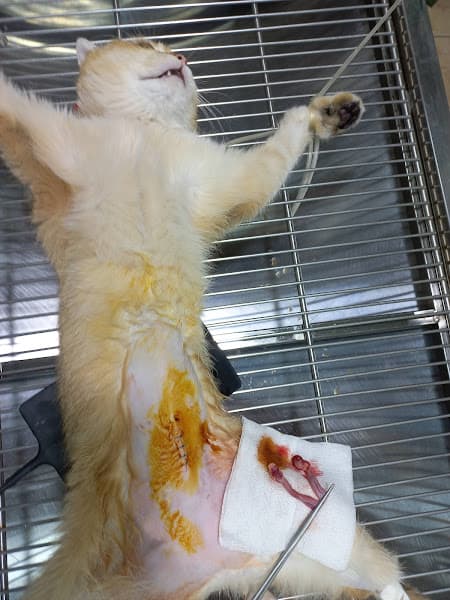 Hình ảnh Bệnh Viện Thú Y 2Vet Vĩnh Phúc - 2