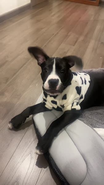 Hình ảnh Siêu Pet - Hồ Chí Minh - 2