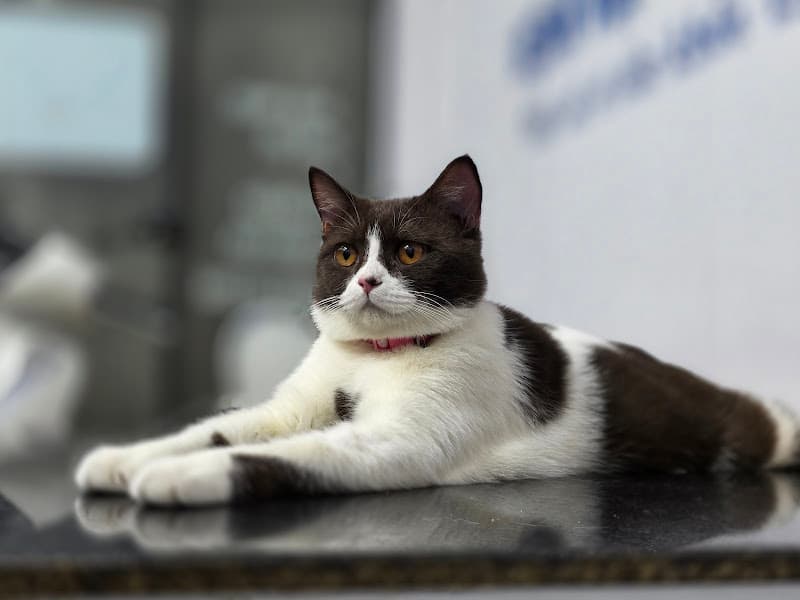 Hình ảnh Phòng khám thú y K-Pet - 10