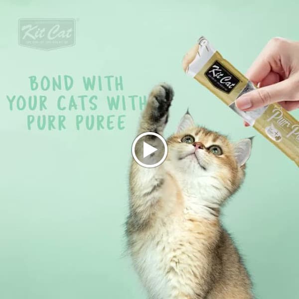 Hình ảnh PETSAIGON - 3