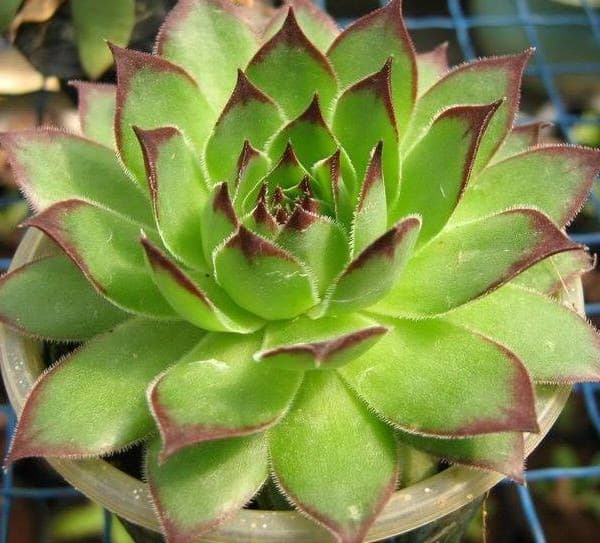 Hình ảnh Cà phê Muối Leo - 4