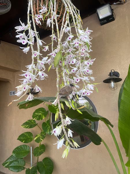 Hình ảnh MIKA COFFE & TEA - 5