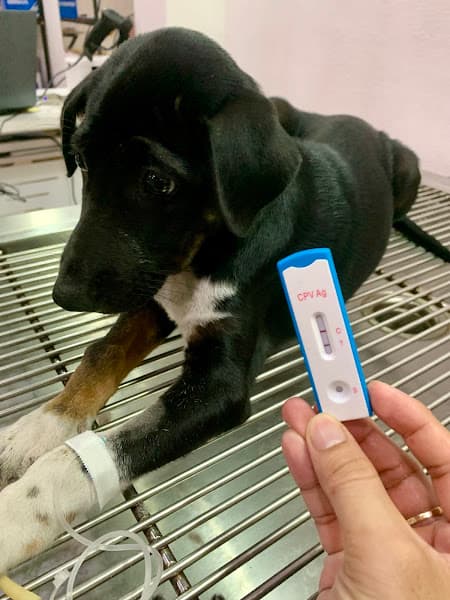 Hình ảnh Phòng Khám Thú Y VINPETI Tây Ninh - 6