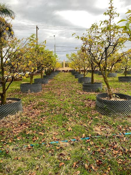 Hình ảnh Yến Sào 9 Tốt - 4