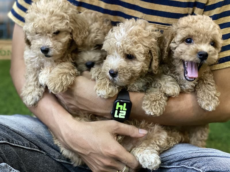 Hình ảnh The Pet Shop Tây Ninh - 6