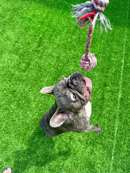 Hình ảnh Bed & Bark - 2