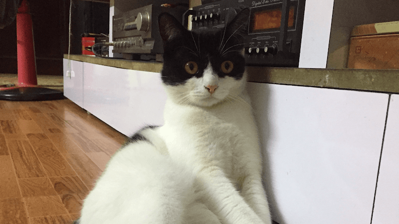 Hình ảnh Dịch vụ thú y Hope (688B Thiên Lôi) - 9