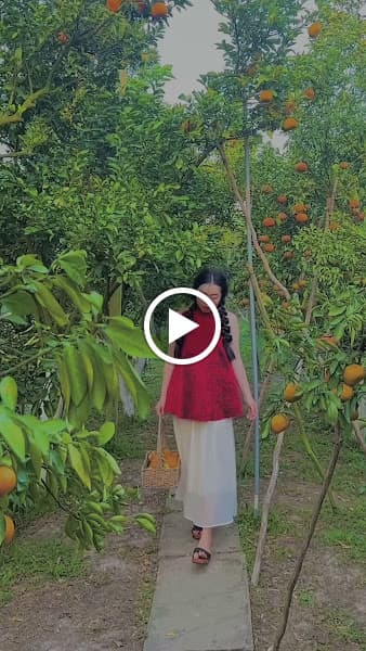 Hình ảnh Vườn Quýt Hồng Lan Anh - 6