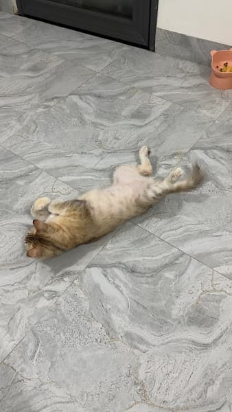 Hình ảnh Mina Petshop - 2