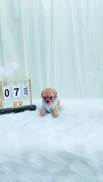 Hình ảnh Bông Pet- Dịch Vụ Tắm Vệ Sinh Cắt Tỉa - 2