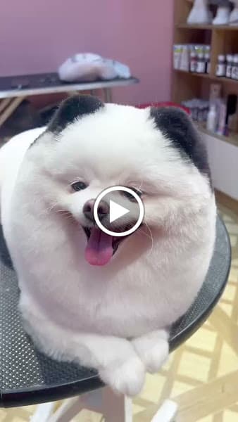 Hình ảnh Tiệm chăm sóc thú cưng Bắp Lùn - 4