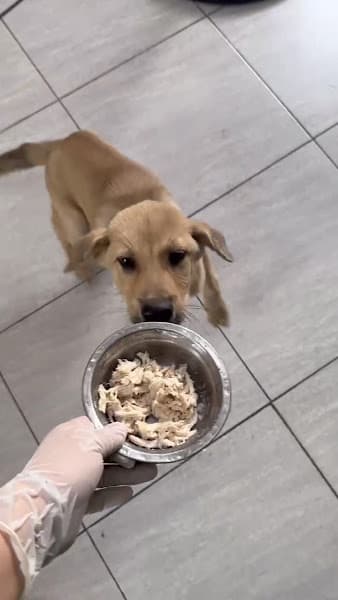 Hình ảnh Bệnh Viện Thú Y PetHealth Hải Phòng - 5