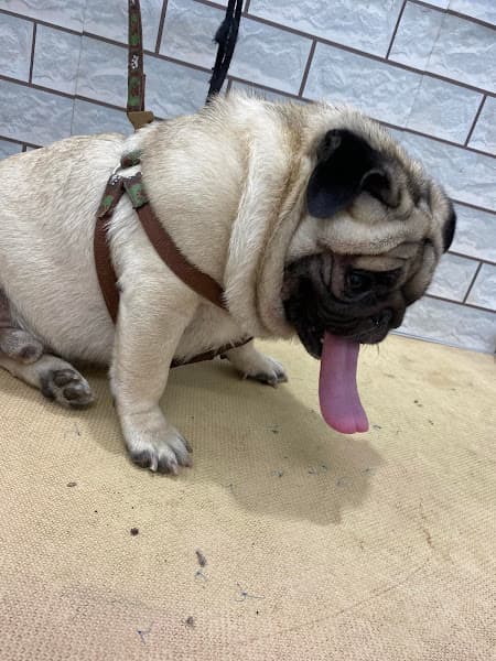 Hình ảnh Thú Y - Thú Cưng HỒNG LAM- Buôn Ma Thuột - 5