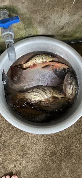 Hình ảnh Trà Sữa Bee - 2