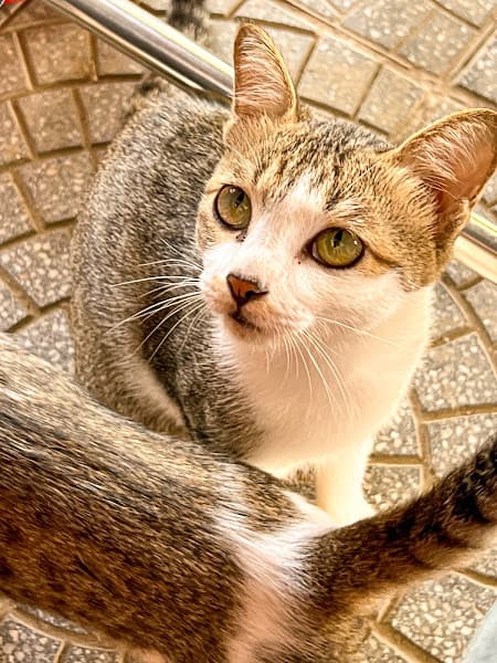 Hình ảnh Bánh Khoái Làng Chuồn - 3