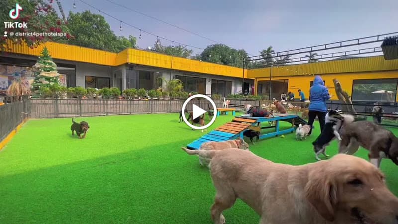 Hình ảnh District 4 Pet Hotel Resort & Spa - 2