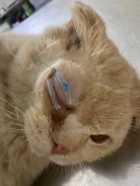 Hình ảnh Phòng Khám Thú Y Mypet Hải Phòng - 2