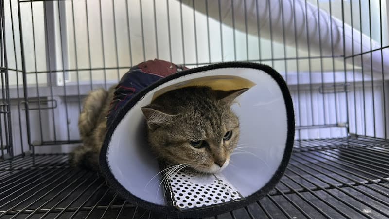 Hình ảnh Bệnh Viện Thú Y HALO VET - Buôn Ma Thuột - 3