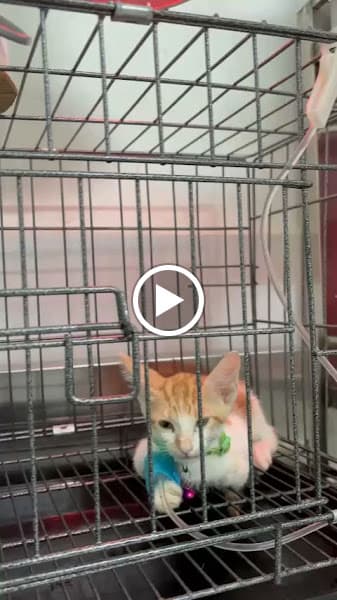 Hình ảnh Phòng Khám Thú Y - Cấp Cứu Thú Y - Chăm Sóc Thú Y Go Vet 24/24 - 3