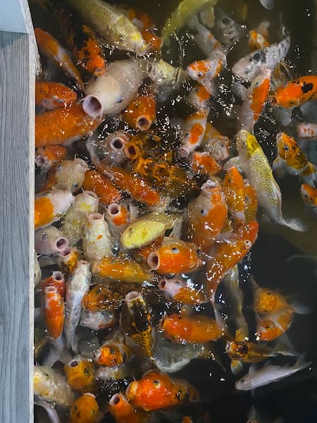 Hình ảnh Koi Lands Coffee - 5