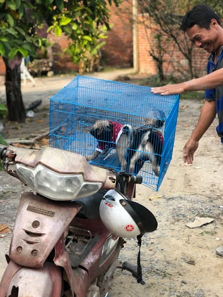 Hình ảnh Trại chó Tây Ninh - 3