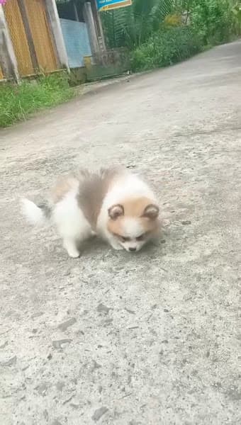 Trại Chó Mèo Kiểng Ngọc Phương Pet Shop