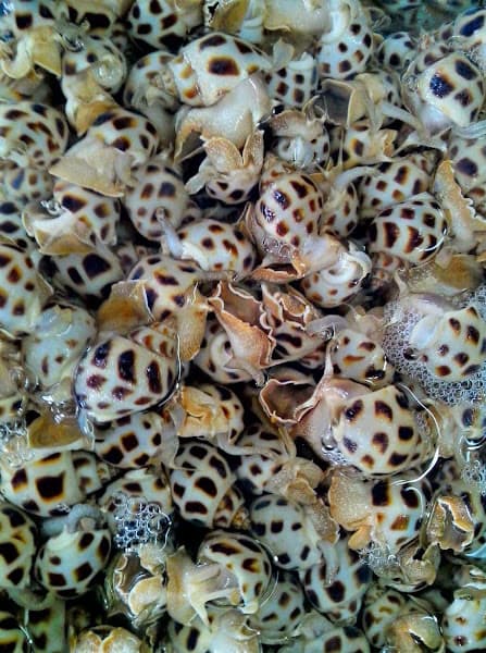 Hình ảnh Nhà hàng YẾN TÍN - 5