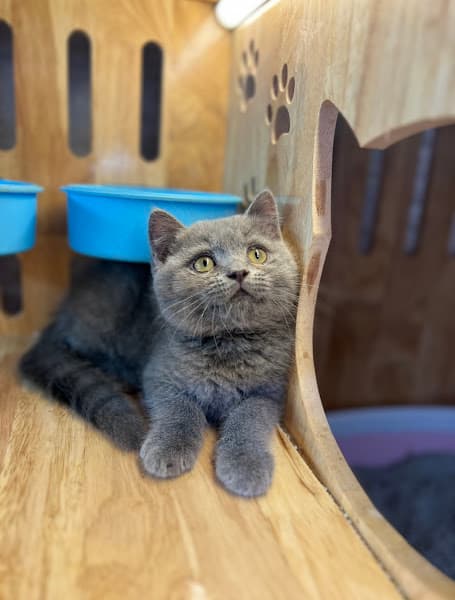 Hình ảnh Shop Thú Cưng Lavi Pet House | Địa Chỉ Bán Chó Mèo Cảnh & Thú Cưng Uy Tín - 3