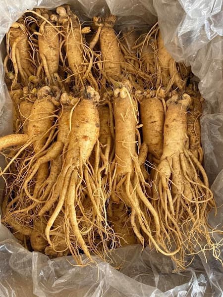 Hình ảnh Nhân Sâm Nấm Linh Chi Đông Trùng Hạ Thảo Hàn Quốc, Yến Sào Nha Trang - NHÂN SÂM GEUMSAN KOREA HÀN QUỐC - 6