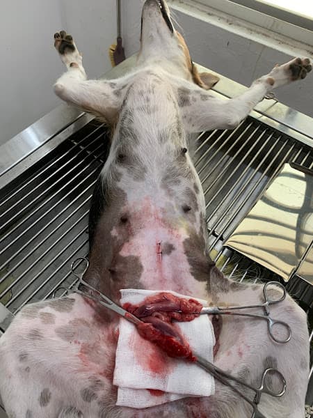 Hình ảnh Phòng Khám Thú Y VINPETI Tây Ninh - 3