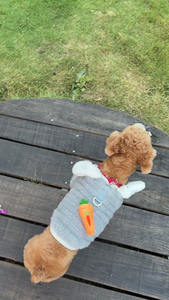 Hình ảnh Pets Kingdom Đà Lạt - 2